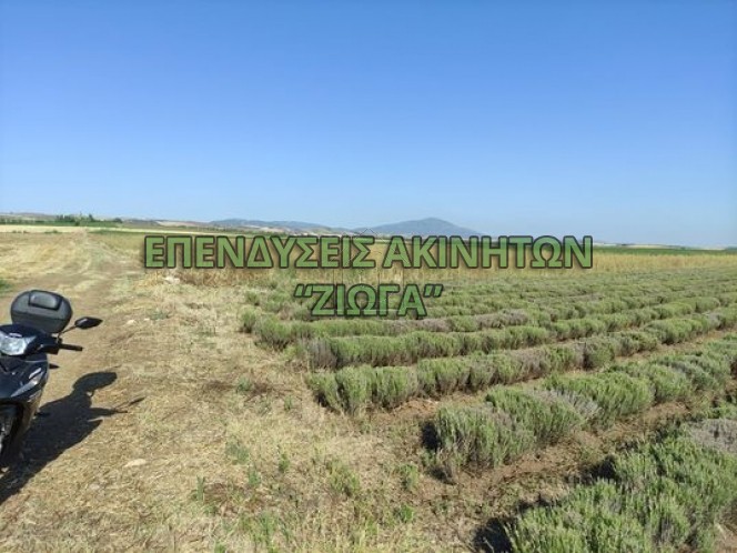 Parcel 7.000sqm for sale-Karla » Rizomilos