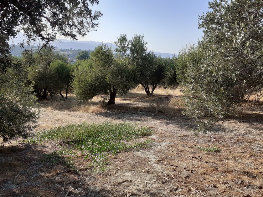 Οικόπεδο 3.200 τ.μ. για πώληση