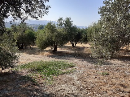 Land plot 3.200sqm for sale-Heraclion Cretes » Gournes