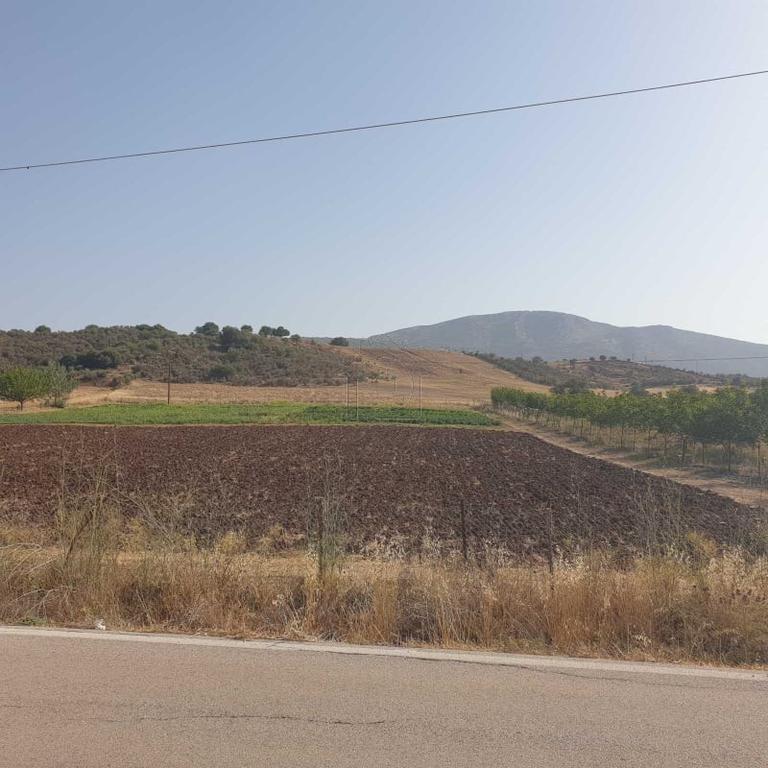 Land plot 10.000 sqm for sale, Argolis, Epidavros