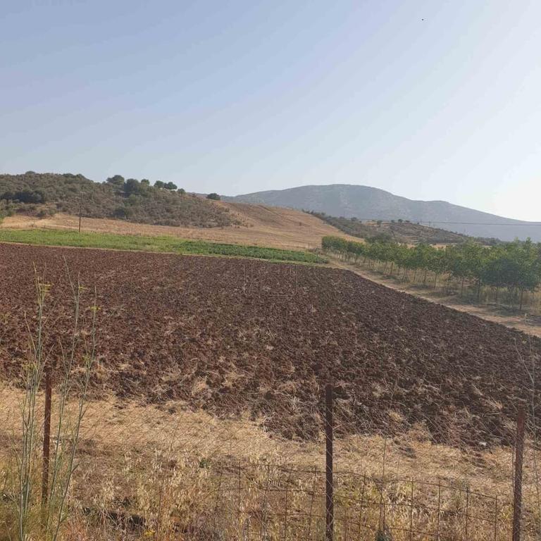 Land plot 10.000 sqm for sale, Argolis, Epidavros