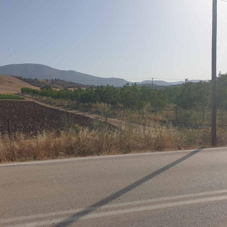 Land plot 10.000 sqm for sale, Argolis, Epidavros