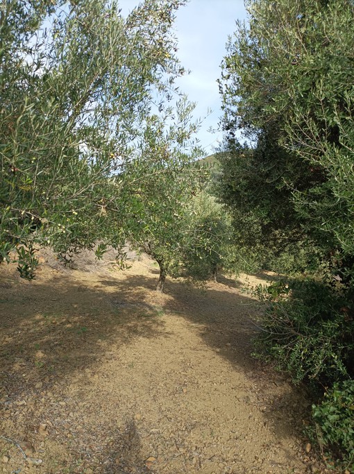 Αγροτεμάχια 6.100 τ.μ. για πώληση