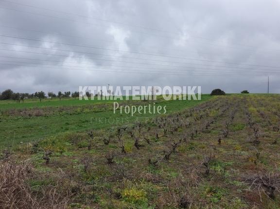 Parcel 7.000 sqm for sale, Boeotia, Schimatari
