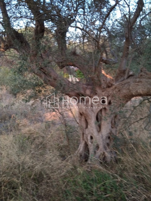 Οικόπεδο 232τ.μ. για πώληση-Ρίο » Αραχωβίτικα
