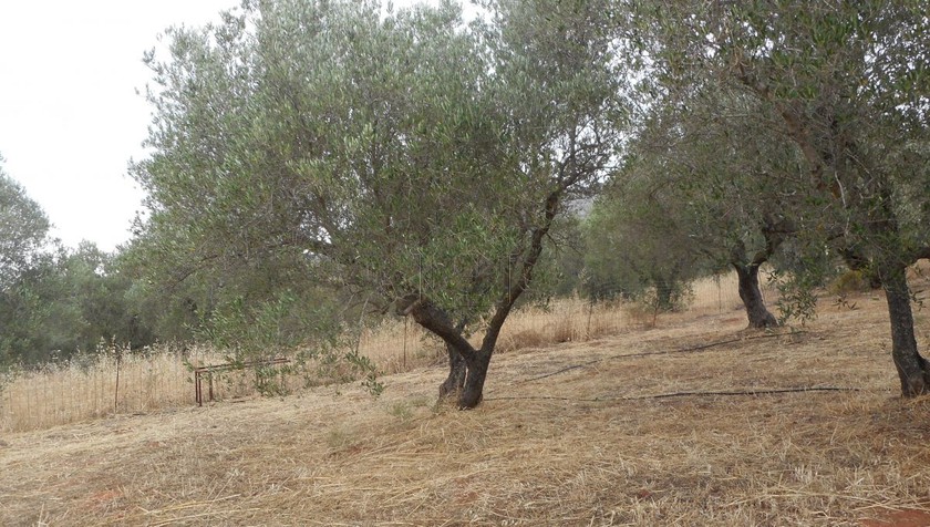 Land plot 5.212sqm for sale-Kantanos