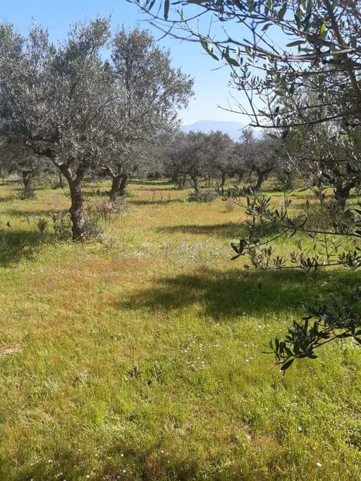 Αγροτεμάχια 3.161 τ.μ. για πώληση