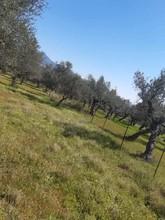 Αγροτεμάχια 3.161 τ.μ. για πώληση, Μεσσηνία, Άριο-thumb-2