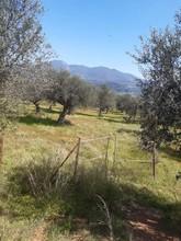 Αγροτεμάχια 3.161 τ.μ. για πώληση, Μεσσηνία, Άριο-thumb-4