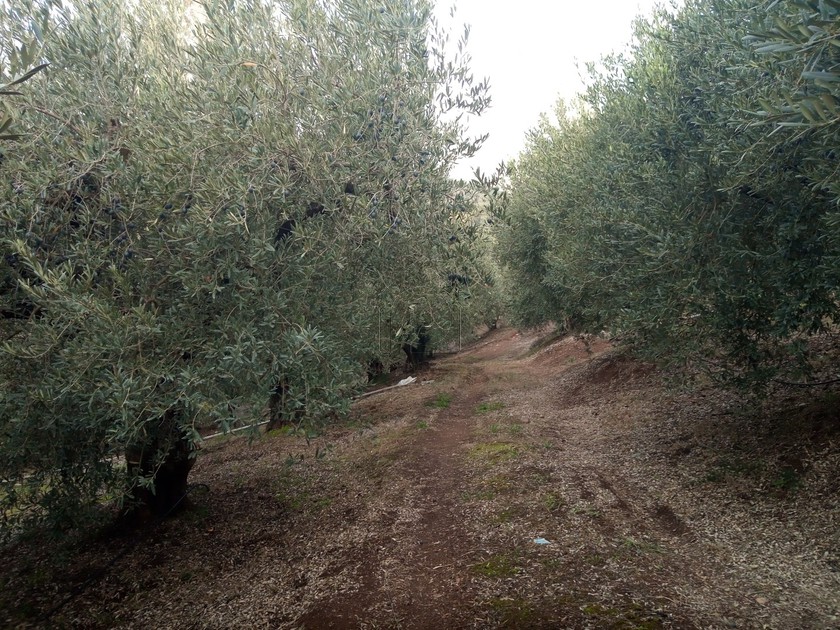 Αγροτεμάχια 8.800 τ.μ. προς πώληση