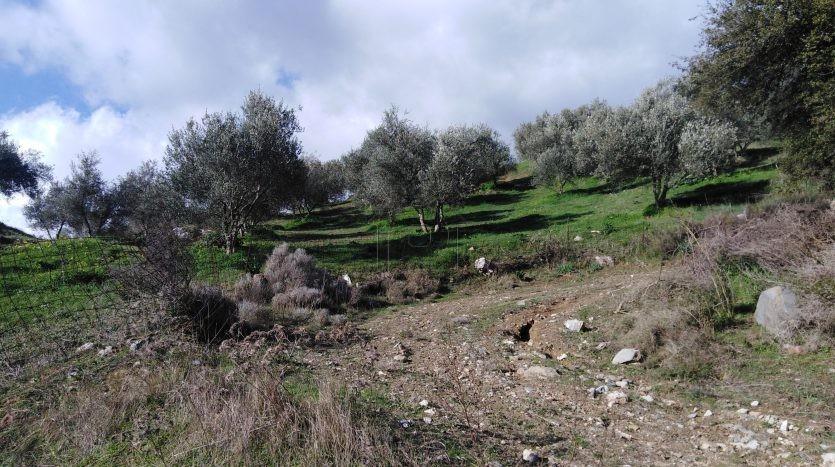 Αγροτεμάχια 14.000 τ.μ. πρός πώληση, Ν. Ρεθύμνου, Σίβριτος