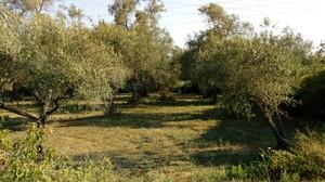 Οικόπεδο 1.500 τ.μ. για πώληση, Ν. Κέρκυρας, Κέρκυρα-thumb-5