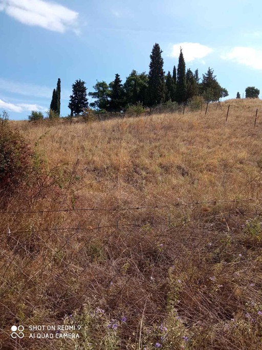 Αγροτεμάχια 2.400 τ.μ. για πώληση