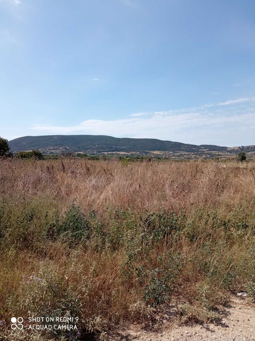 Αγροτεμάχια 4.200 τ.μ. για πώληση