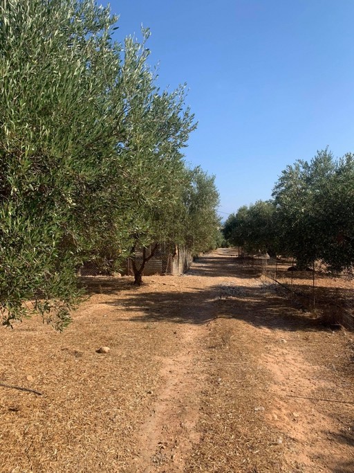 Αγροτεμάχια 928 τ.μ. για πώληση