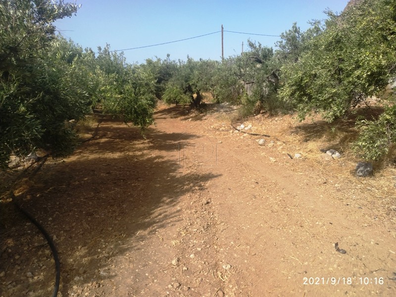 Αγροτεμάχια 3.750 τ.μ. για πώληση, Ν. Λασιθίου, Ιεράπετρα