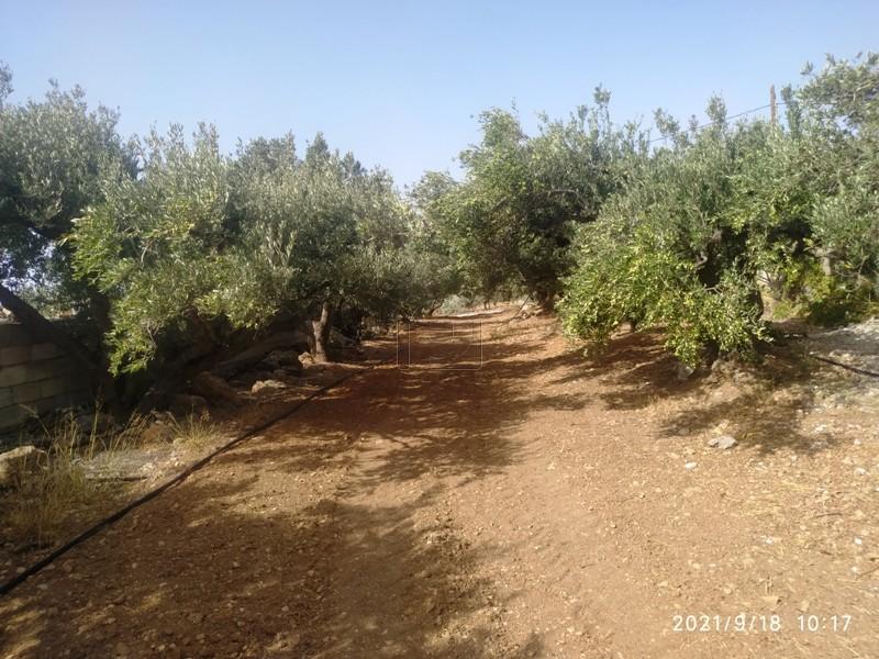 Αγροτεμάχια 3.750 τ.μ. πρός πώληση, Ν. Λασιθίου, Ιεράπετρα