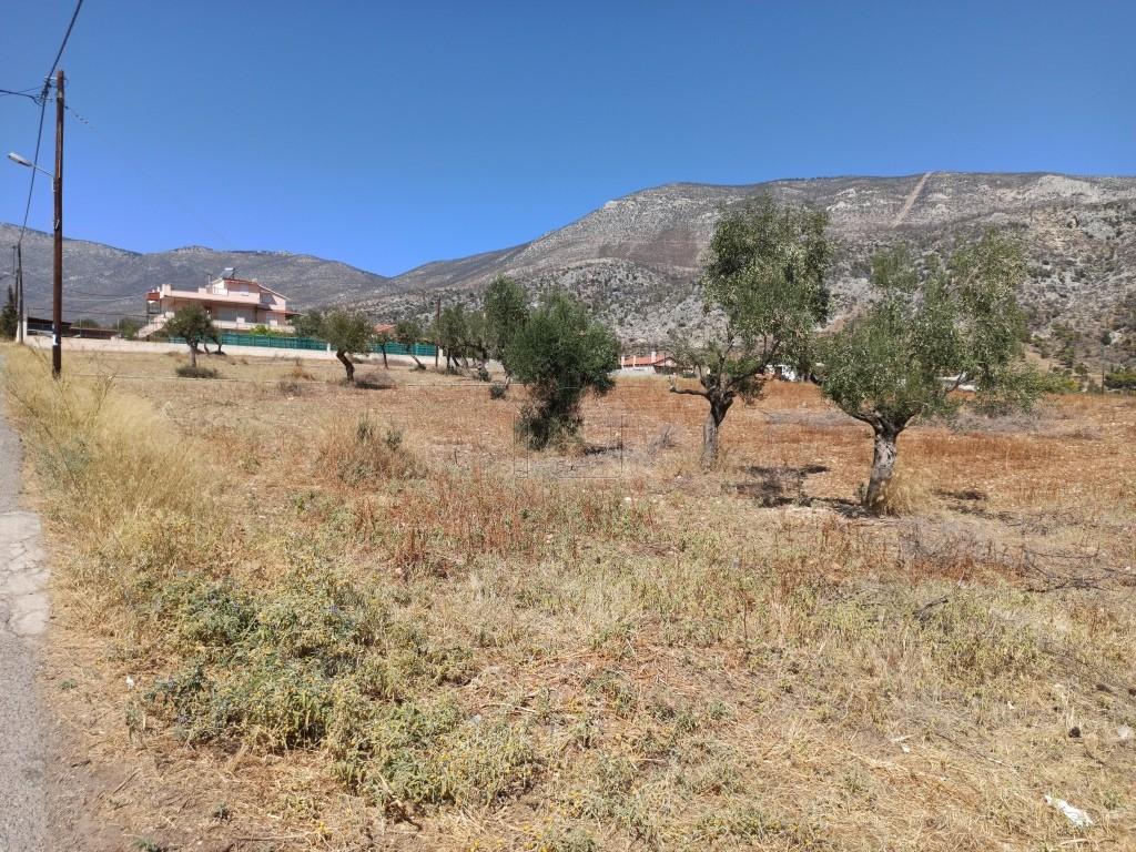 Αγροτεμάχια 8.500 τ.μ. προς πώληση, Αττική - Υπόλοιπο, Μέγαρα