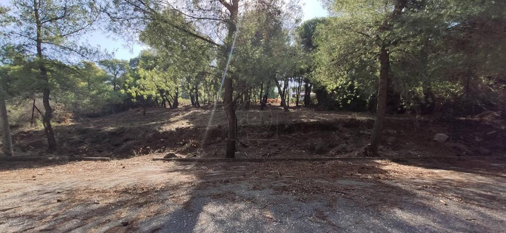 Οικόπεδο 1.115 τ.μ. προς πώληση, Θεολόγος Μαλεσίνας