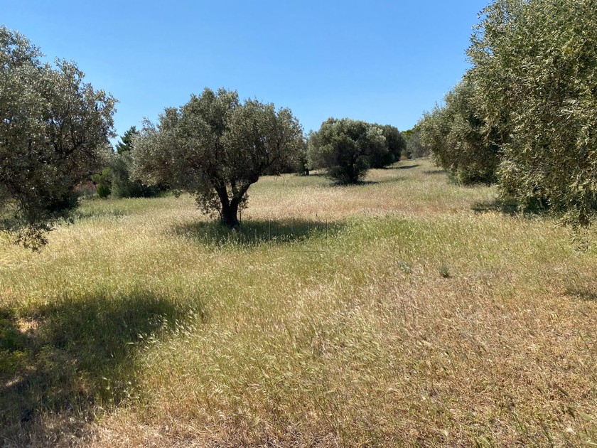 Land plot 4.000sqm for sale-Kalivia Thorikou » Lagonisi