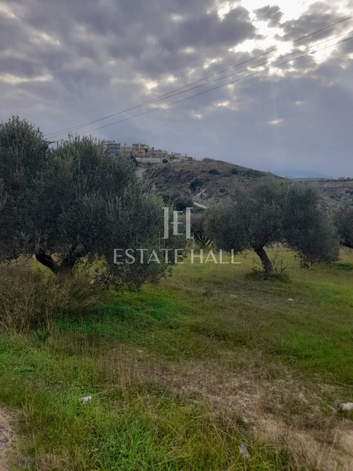 Οικόπεδο 900τ.μ. για πώληση-Γούβες » Ελιά