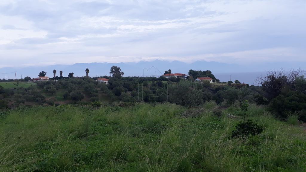 Αγροτεμάχια 1.162 τ.μ. για πώληση, Μεσσηνία, Πεταλίδι