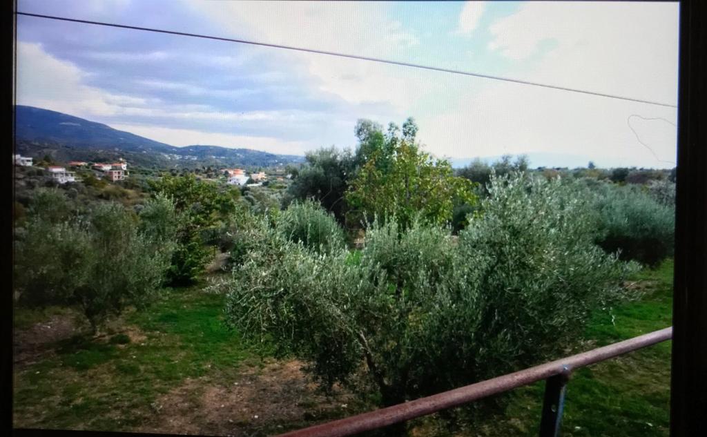 Αγροτεμάχια 8.000 τ.μ. προς πώληση, Καλλιθέα Αμαρύνθου