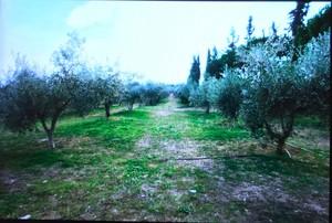 Αγροτεμάχια 8.000 τ.μ. για πώληση, Εύβοια, Αμάρυνθος-thumb-5