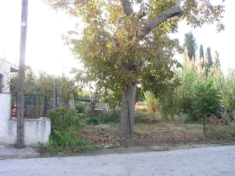 Αγροτεμάχια 4.363 τ.μ. πρός πώληση, Μαγνησία, Βόλος