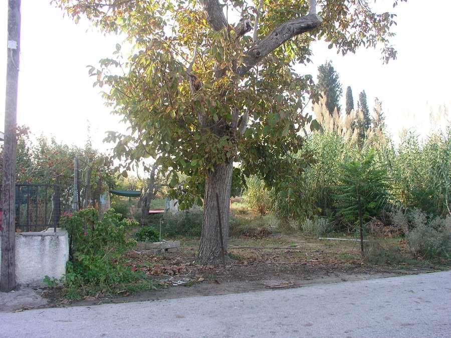Αγροτεμάχια 4.363 τ.μ. πρός πώληση, Μαγνησία, Βόλος