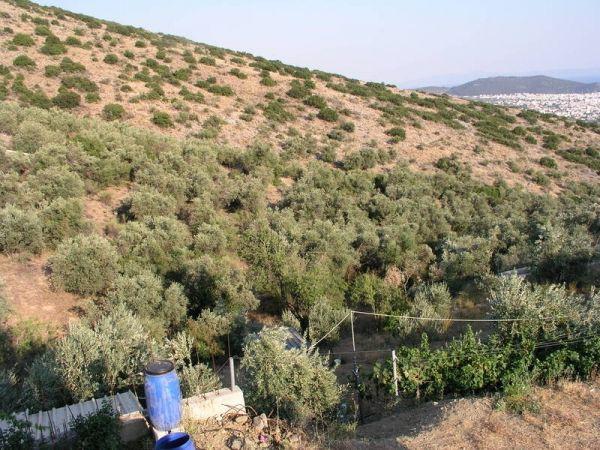 Αγροτεμάχια 4.630 τ.μ. πρός πώληση, Μαγνησία, Μακρινίτσα