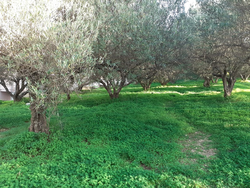 Land plot 650 sqm for sale