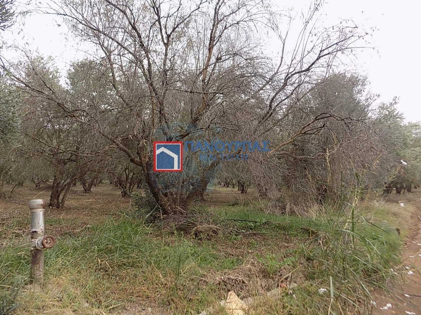 Αγροτεμάχια 9.693τ.μ. για πώληση-Λαμία » Αγριλιά