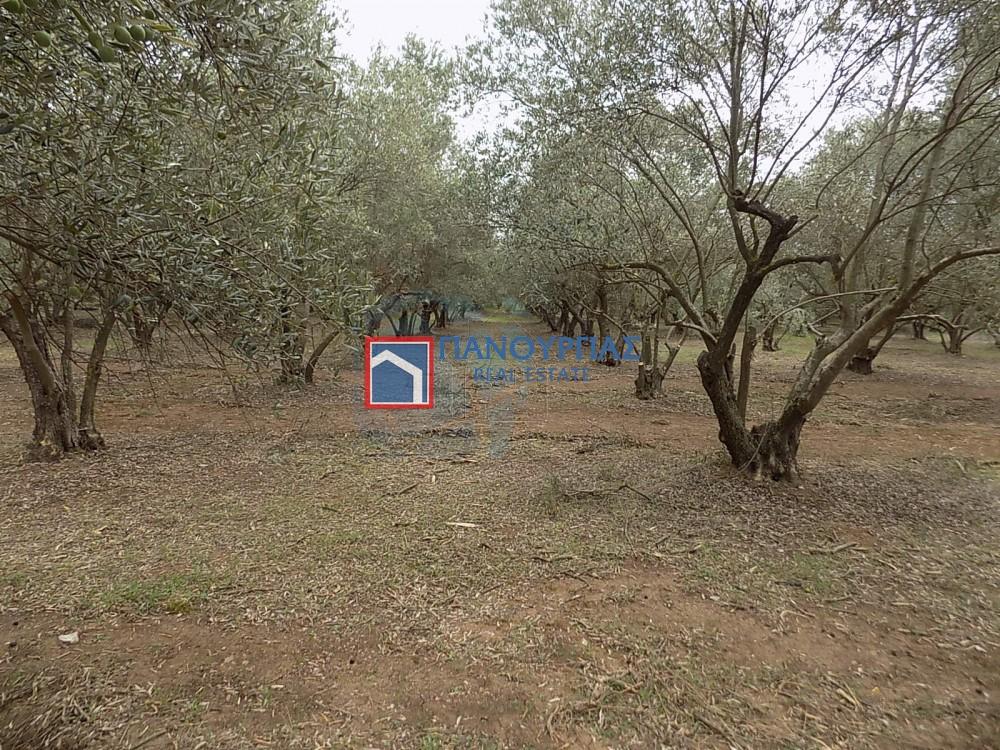 Αγροτεμάχια 9.693 τ.μ. πρός πώληση, Φθιώτιδας, Λαμία