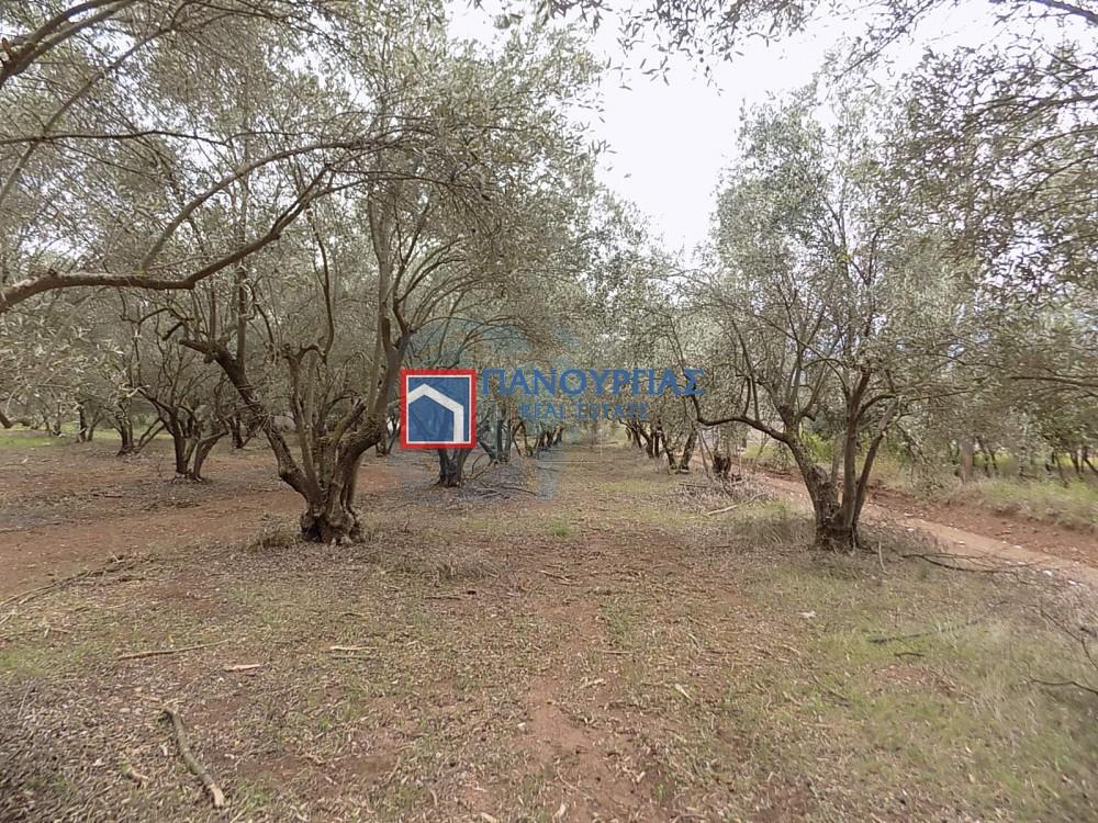 Αγροτεμάχια 9.693 τ.μ. πρός πώληση, Φθιώτιδας, Λαμία