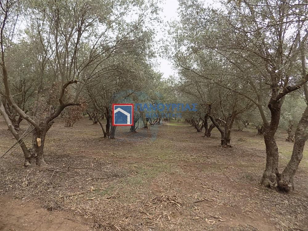 Αγροτεμάχια 9.693 τ.μ. πρός πώληση, Φθιώτιδας, Λαμία