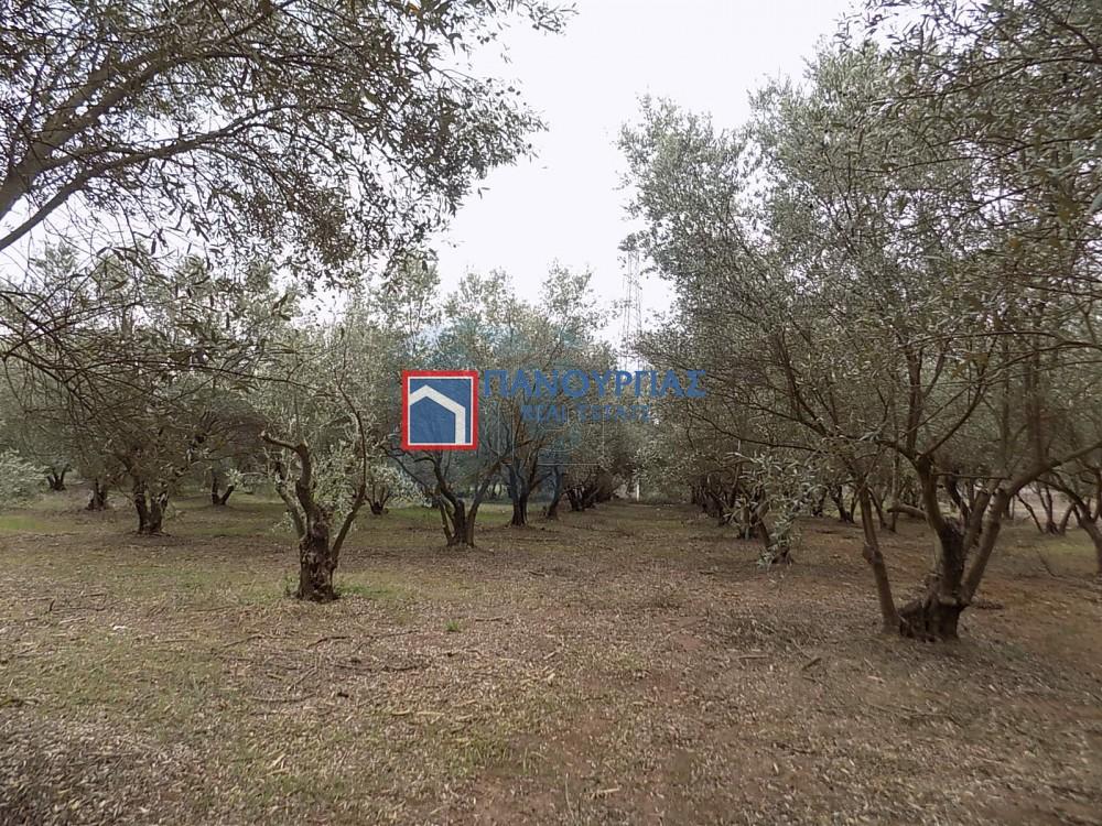 Αγροτεμάχια 9.693 τ.μ. πρός πώληση, Φθιώτιδας, Λαμία