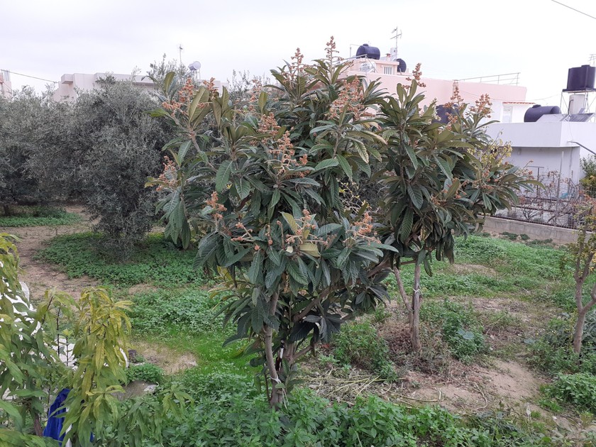 Land plot 1.028sqm for sale-Heraclion Cretes » Metochi Papa Titou
