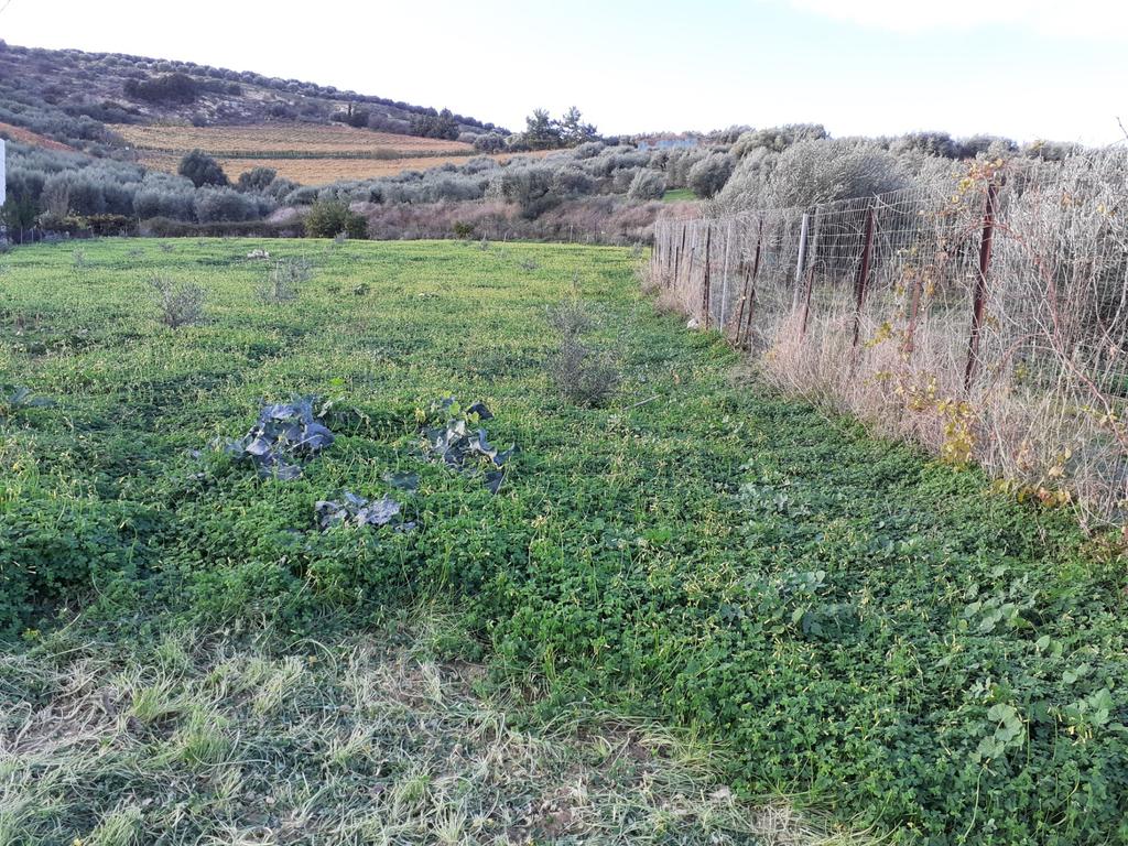 Αγροτεμάχια 3.000 τ.μ. προς πώληση, Πατσίδες