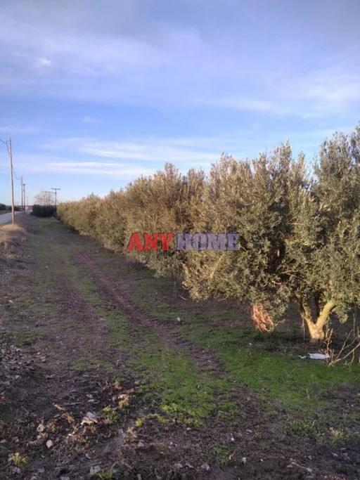 Αγροτεμάχια 11.000 τ.μ. για πώληση, Χαλκιδική, Καλλικράτεια