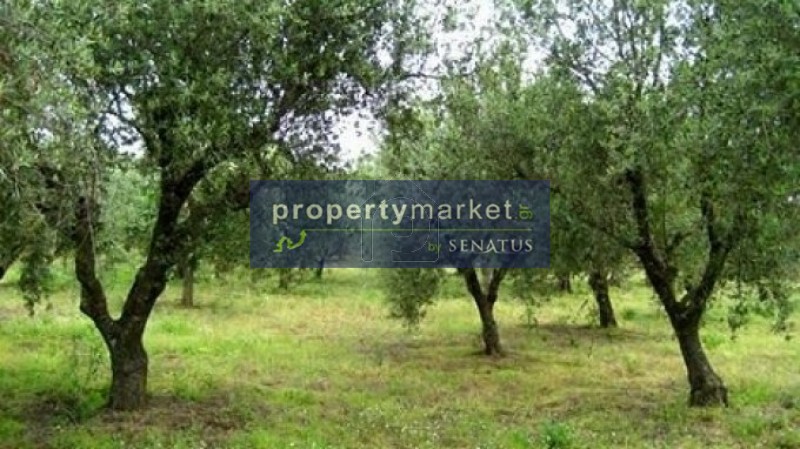 Αγροτεμάχια 10.000τ.μ. για πώληση-Ανατολικος σέλινος » Αγία ειρήνη
