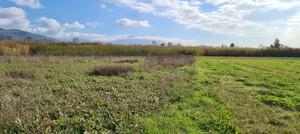 Αγροτεμάχια 10.000 τ.μ. για πώληση