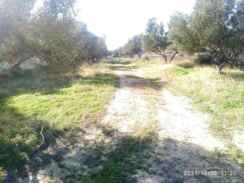 Αγροτεμάχια 11.000 τ.μ. πρός πώληση, Ν. Λασιθίου, Ιεράπετρα