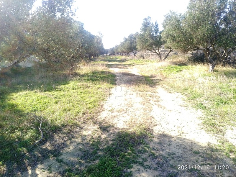 Αγροτεμάχια 11.000τ.μ. για πώληση-Ιεράπετρα » Μακρυλιά