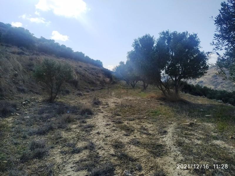 Αγροτεμάχια 11.000 τ.μ. πρός πώληση, Ν. Λασιθίου, Ιεράπετρα