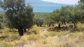 Οικόπεδο 7.603 τ.μ. για πώληση, Ν. Λέσβου, Λέσβος - Μυτιλήνη-thumb-5