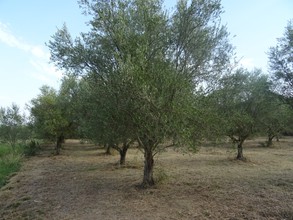 Αγροτεμάχια 2.000τ.μ. για πώληση-Αράκυνθος