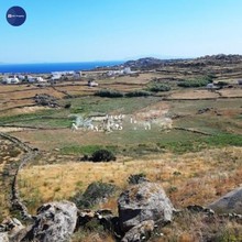 Αγροτεμάχια 4.185τ.μ. για πώληση-Μύκονος » Ελιά