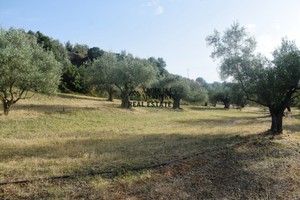 Parcel 7.000sqm for sale-Nea Tirintha » Neo Roeino