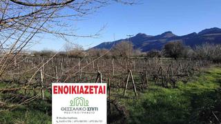 Αγροτεμάχια 6.000 τ.μ. για ενοικίαση, Ν. Καρδίτσας, Μουζάκι-thumb-1